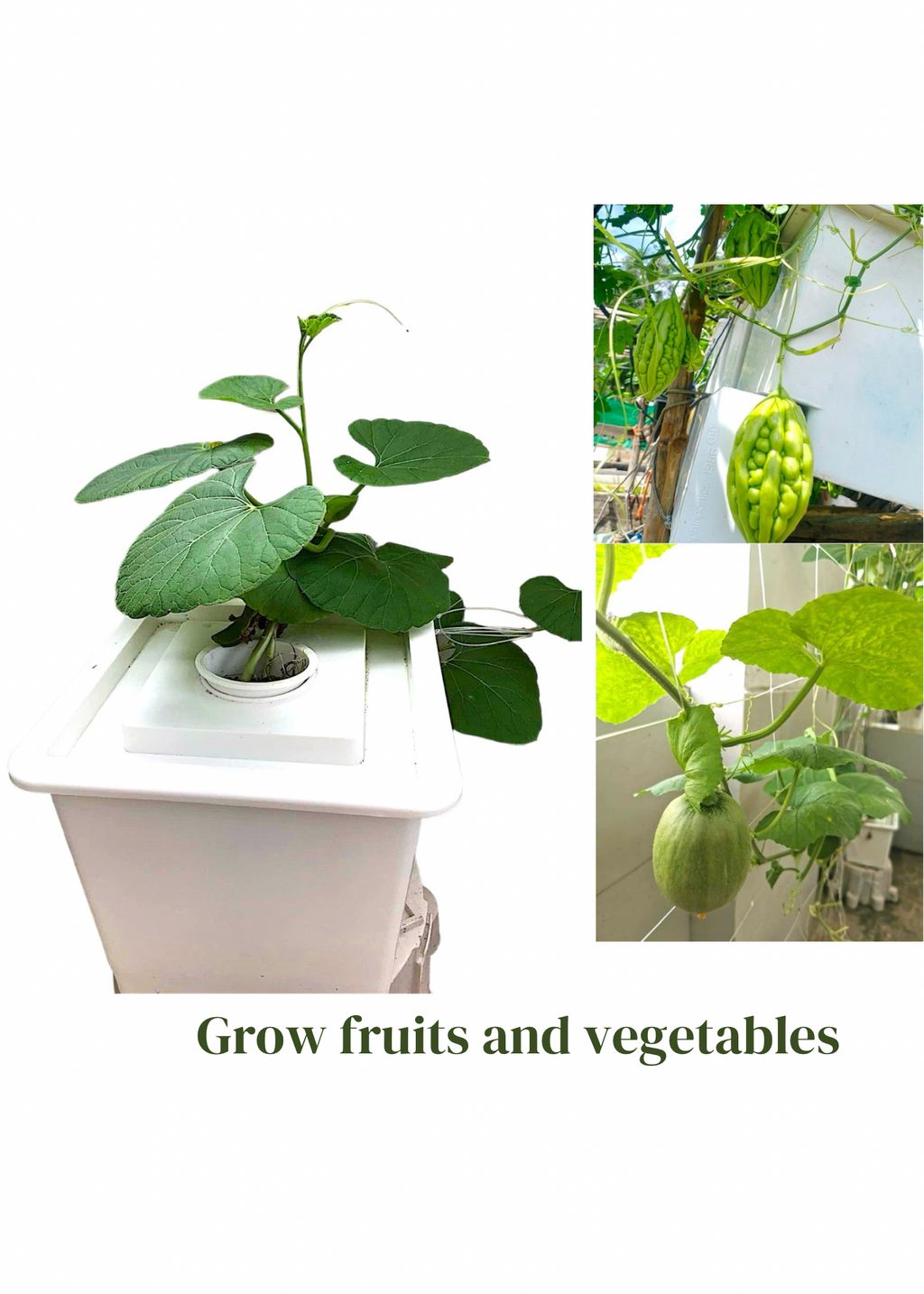 HYDROPONIC BUCKET 1 PLANTS (1 POTS)