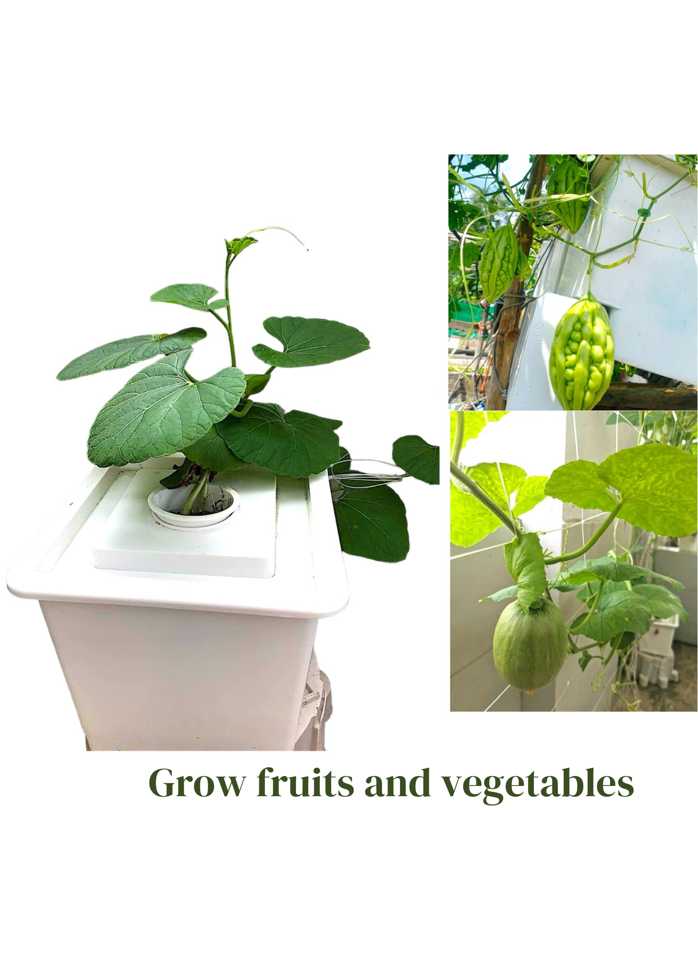 HYDROPONIC BUCKET 1 PLANTS (1 POTS)