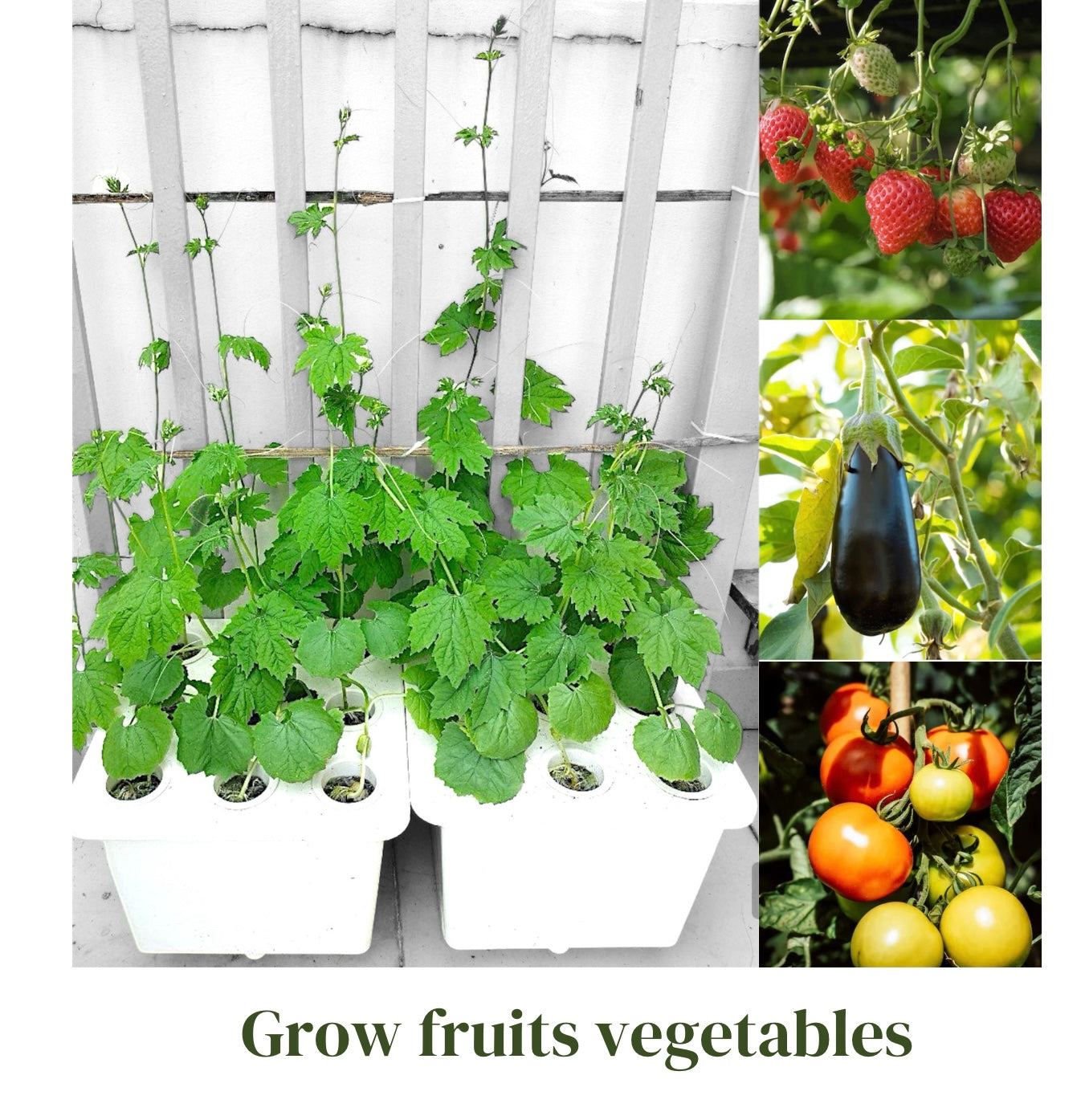 HYDROPONIC BUCKET 9 PLANTS (9 POTS)