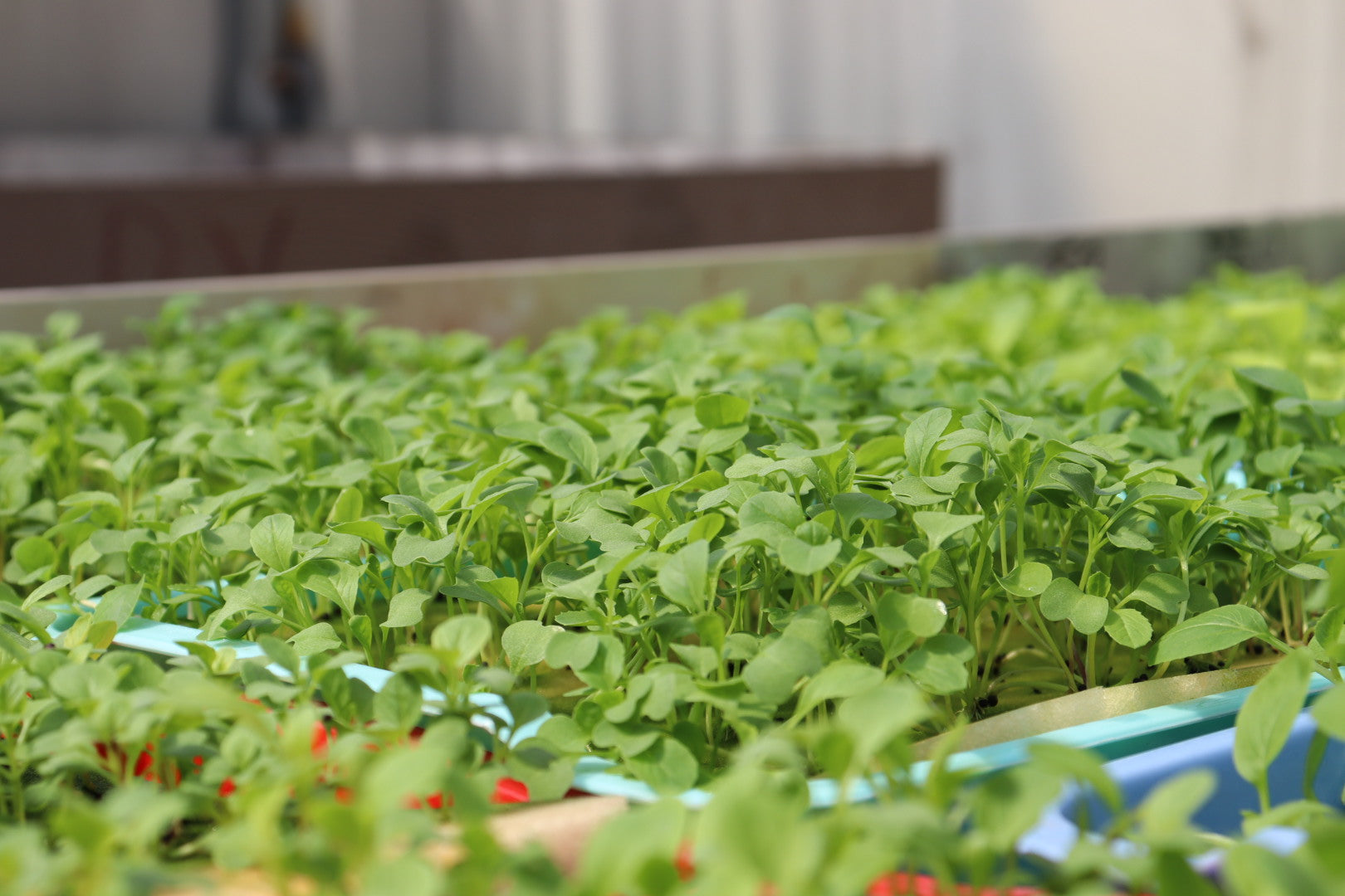 HYDROPONIC TOWER SYSTEM