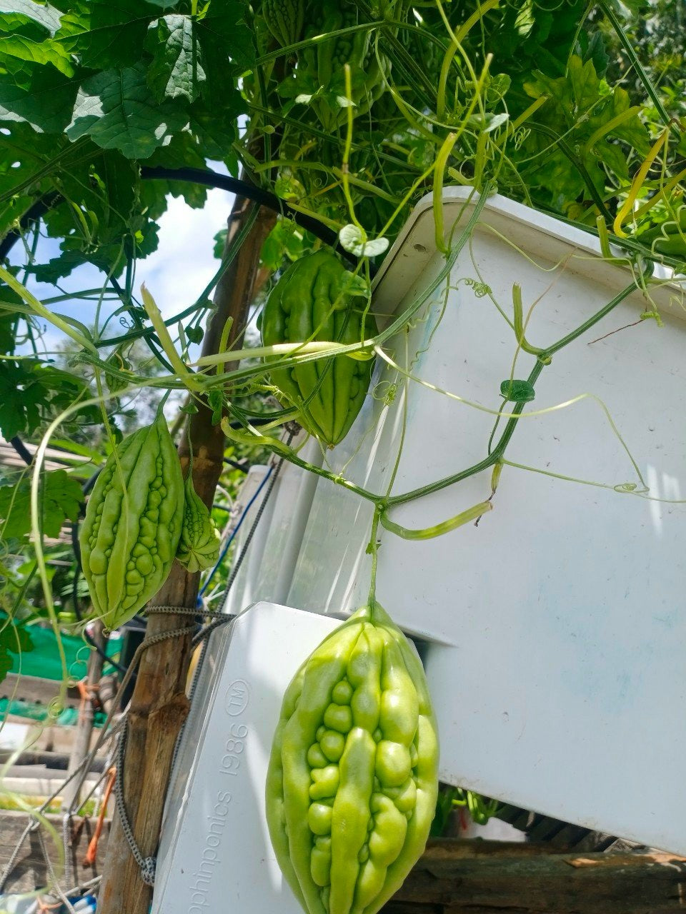 HYDROPONIC BUCKET 1 PLANTS (1 POTS)