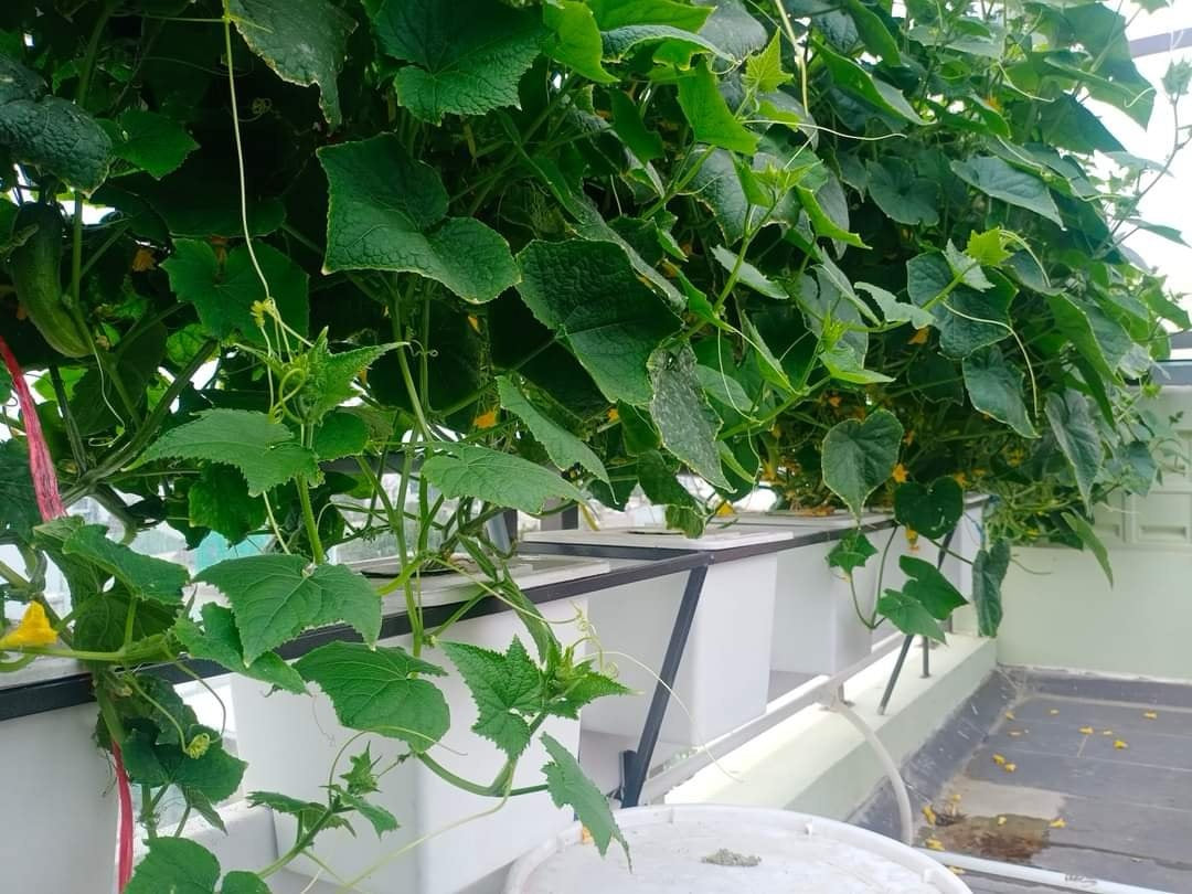HYDROPONIC BUCKET 1 PLANTS (1 POTS)