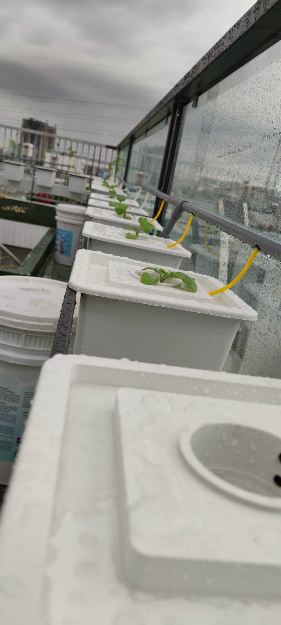 HYDROPONIC BUCKET 1 PLANTS (1 POTS)