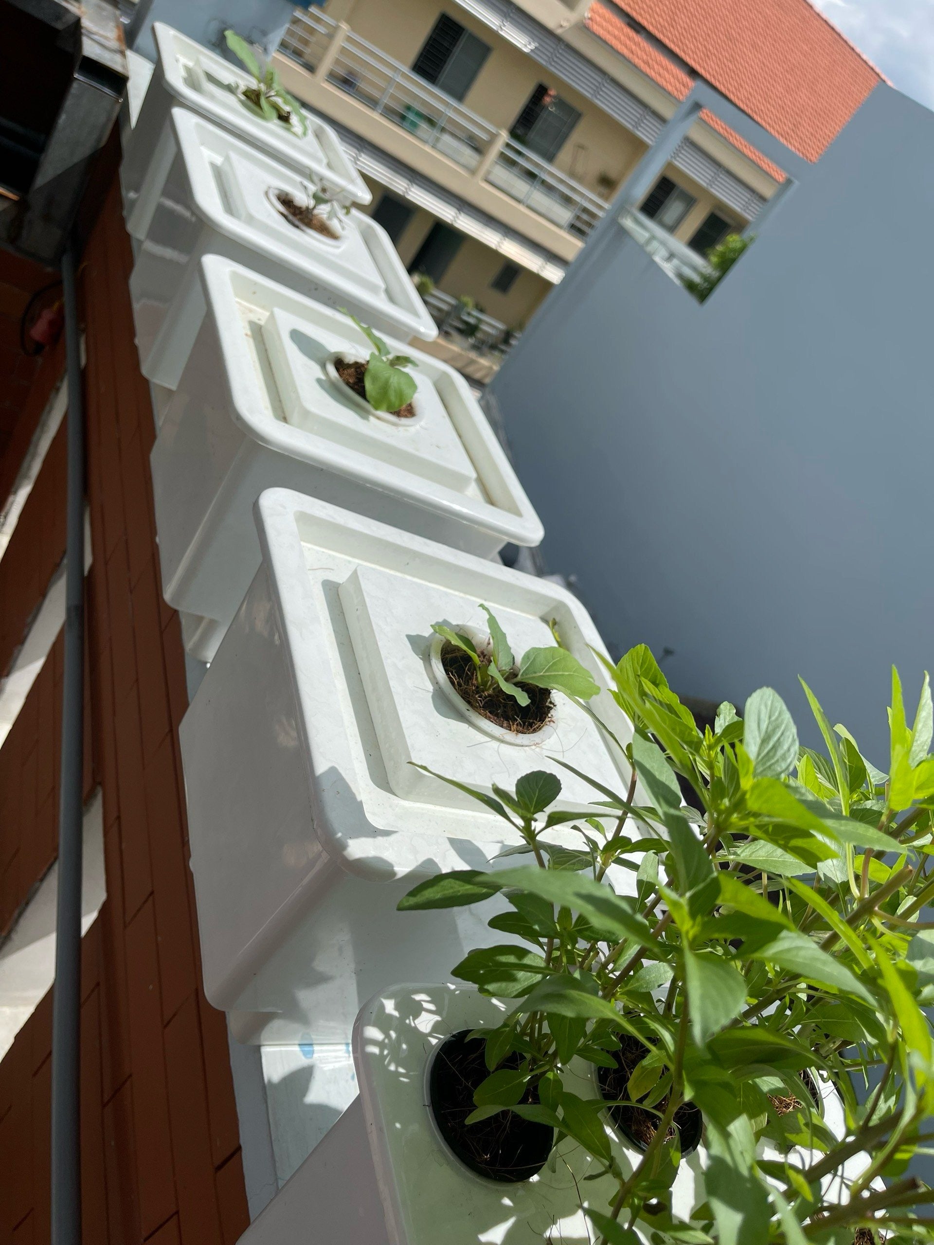 HYDROPONIC BUCKET 1 PLANTS (1 POTS)