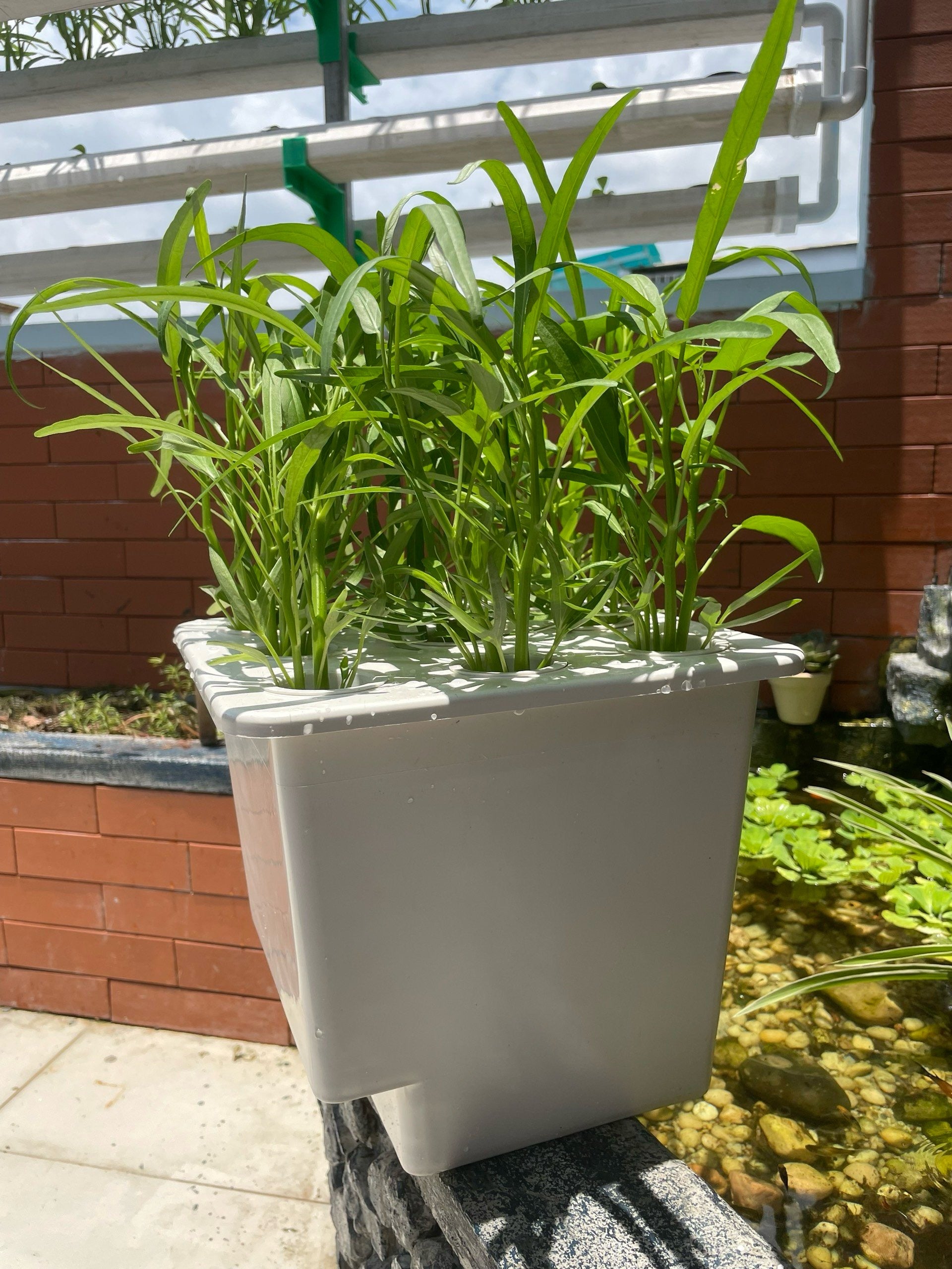 HYDROPONIC BUCKET 9 PLANTS (9 POTS)