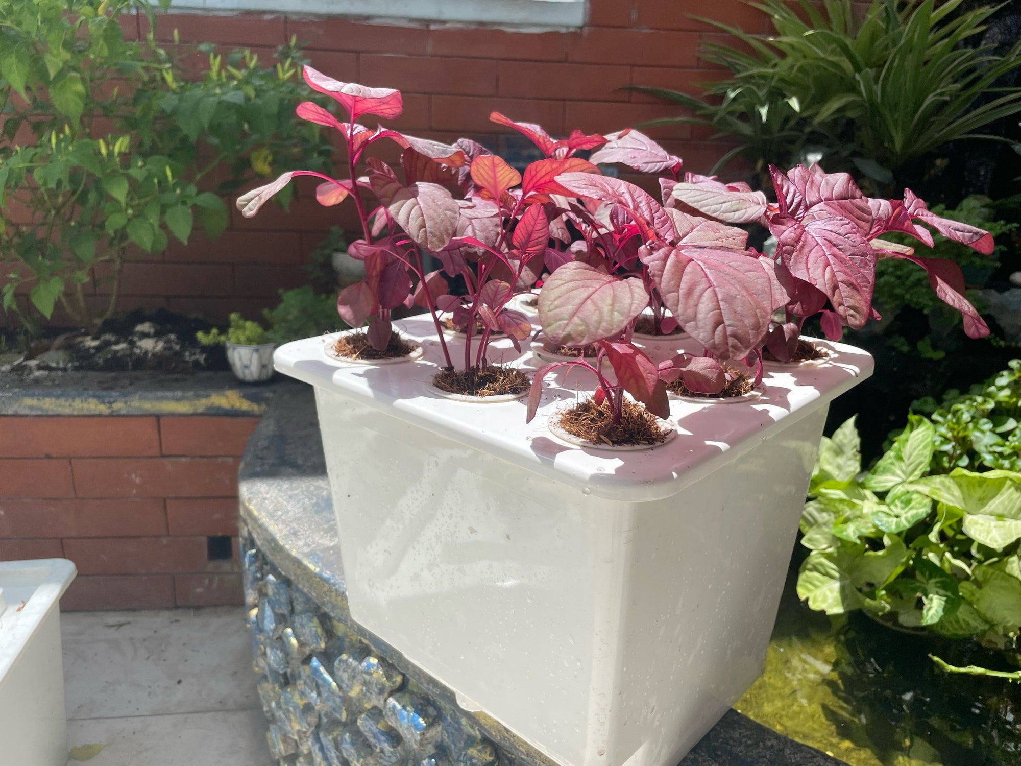 HYDROPONIC BUCKET 9 PLANTS (9 POTS)