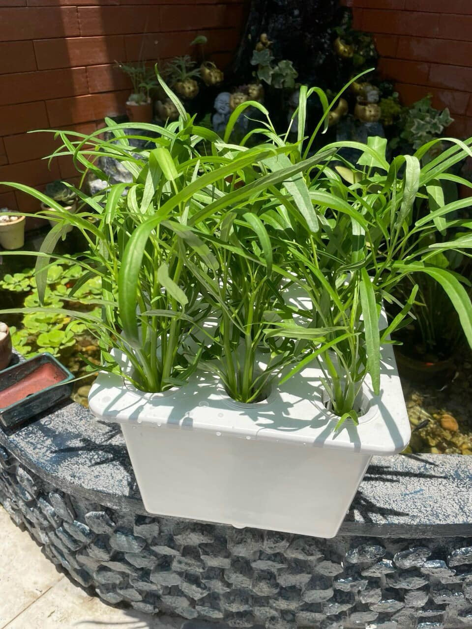 HYDROPONIC BUCKET 9 PLANTS (9 POTS)
