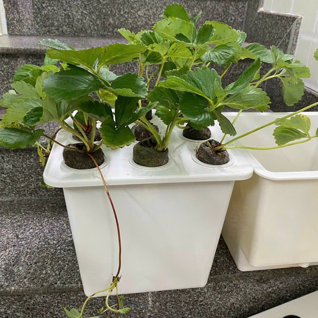 HYDROPONIC BUCKET 9 PLANTS (9 POTS)