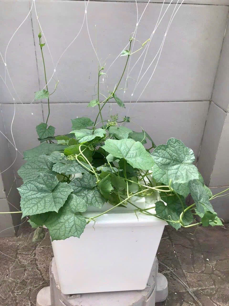 HYDROPONIC BUCKET 1 PLANTS (1 POTS)