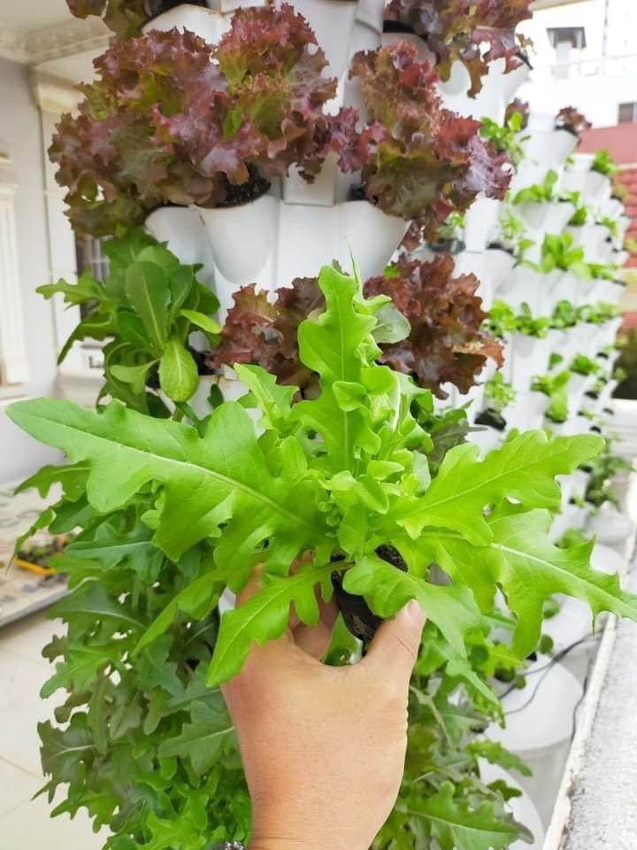 HYDROPONIC TOWER SYSTEM