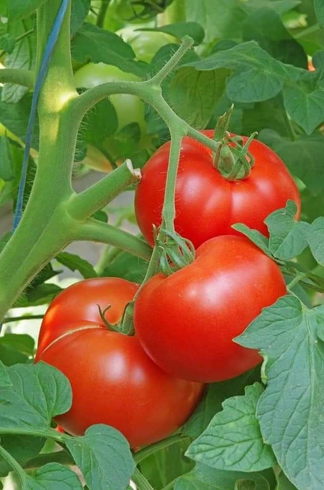 HYDROPONIC BUCKET 1 PLANTS (1 POTS)
