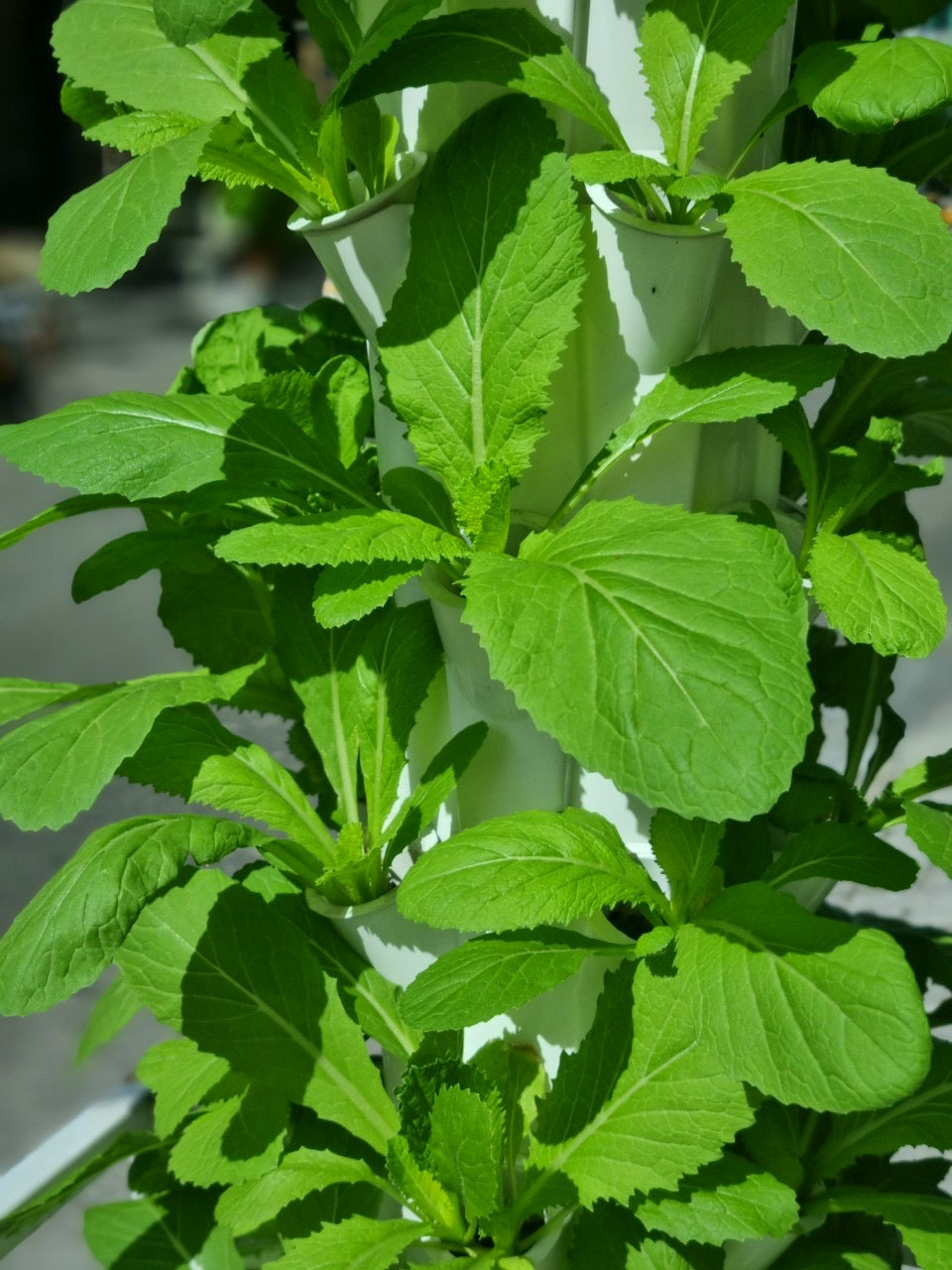 HYDROPONIC TOWER SYSTEM