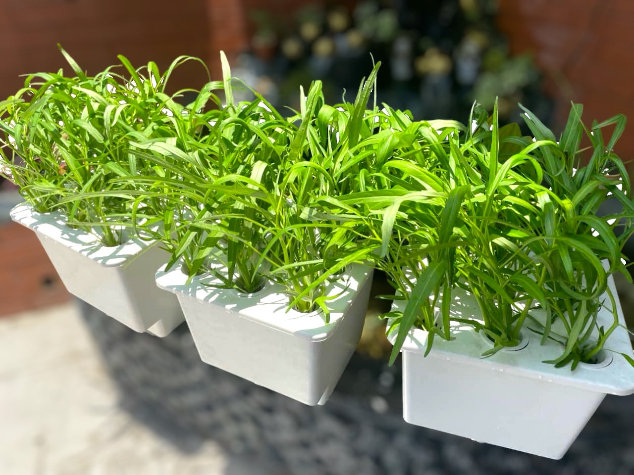 HYDROPONIC BUCKET 9 PLANTS (9 POTS)