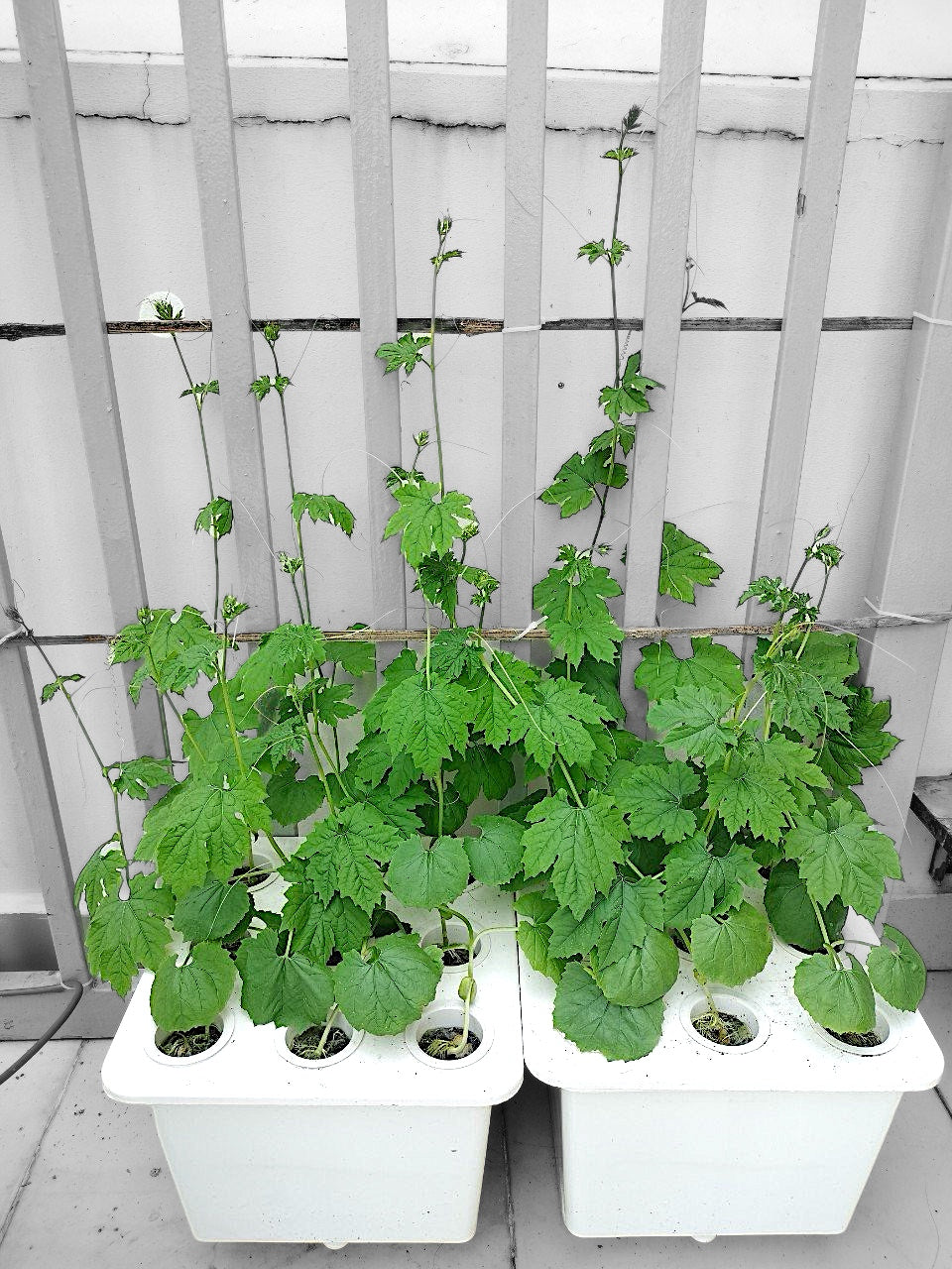 HYDROPONIC BUCKET 9 PLANTS (9 POTS)