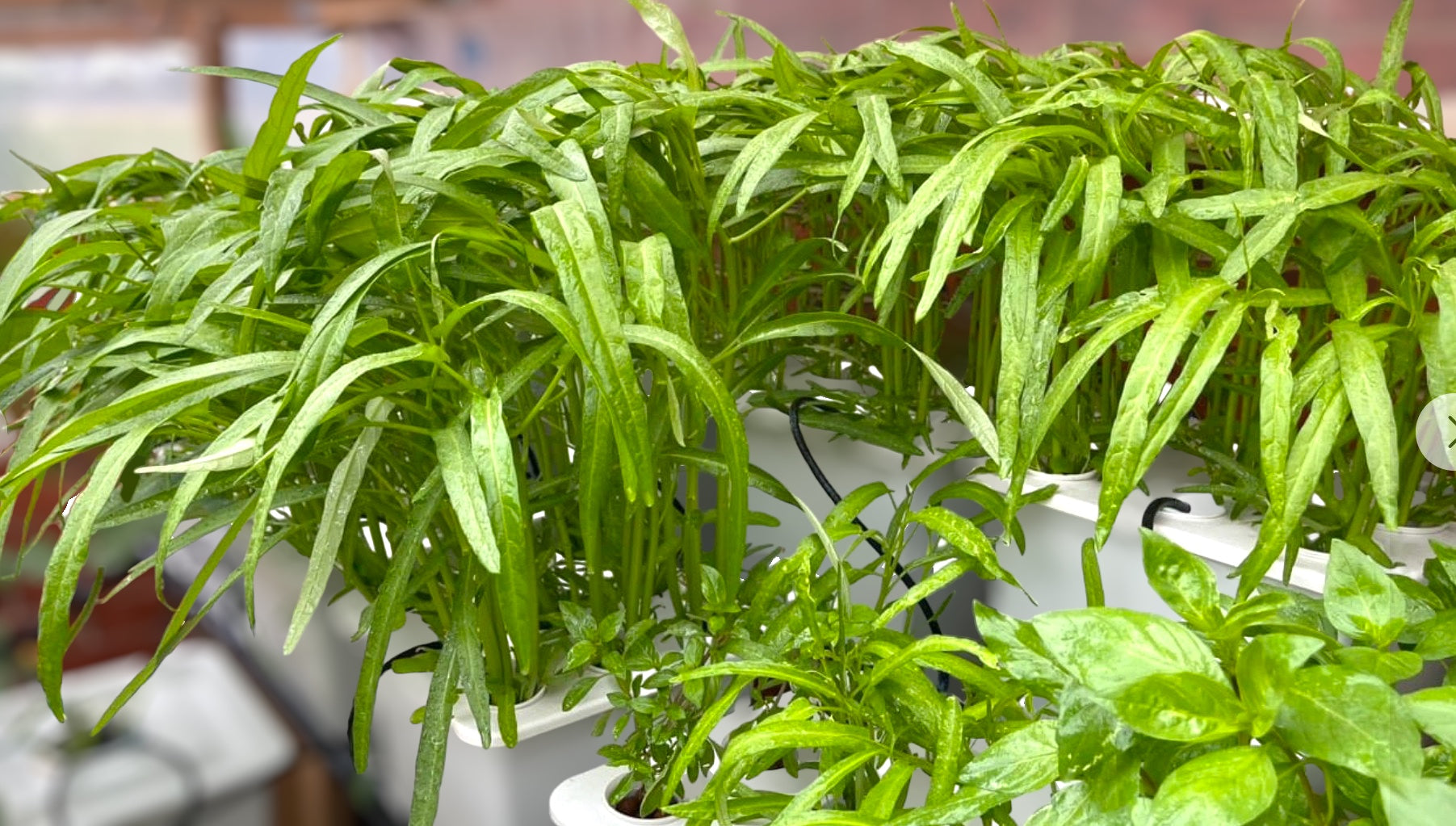 HYDROPONIC BUCKET 9 PLANTS (9 POTS)
