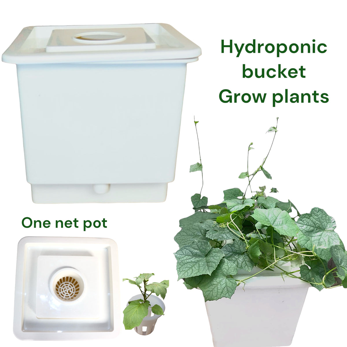 HYDROPONIC BUCKET 1 PLANTS (1 POTS)