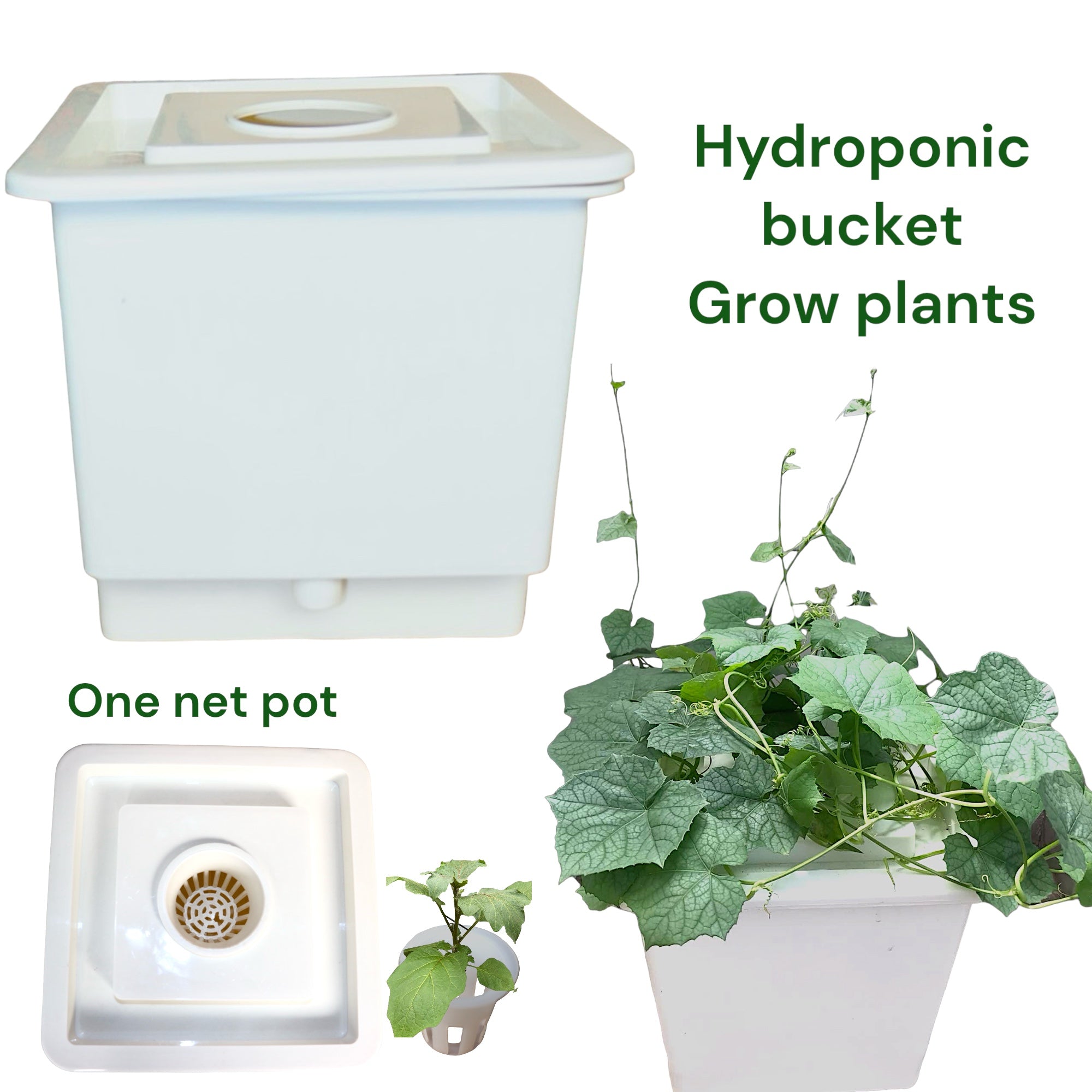 HYDROPONIC BUCKET 1 PLANTS (1 POTS)