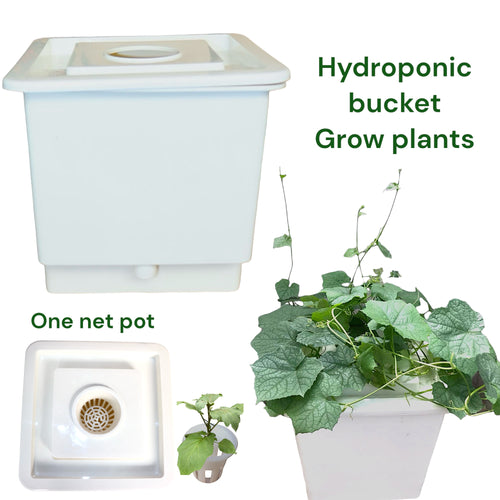 HYDROPONIC BUCKET 1 PLANTS (1 POTS)