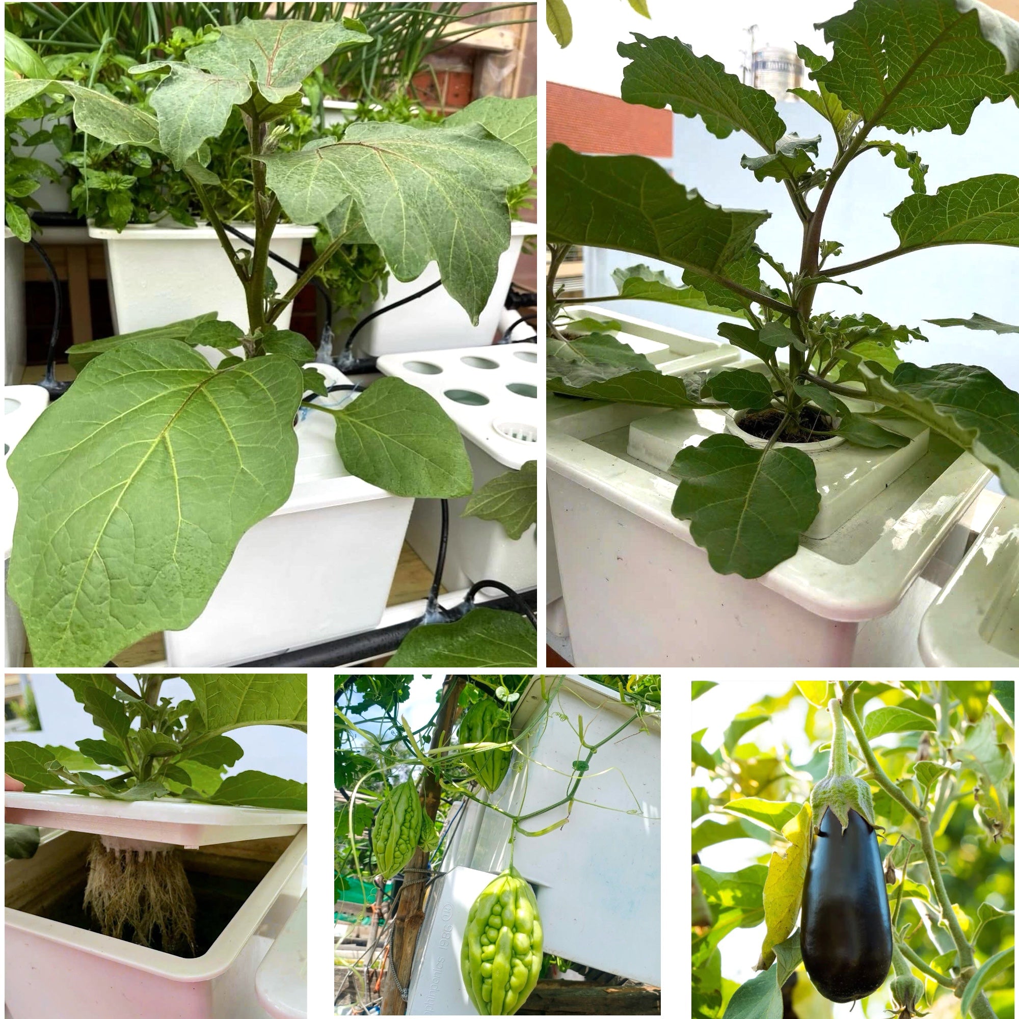 HYDROPONIC BUCKET 1 PLANTS (1 POTS)