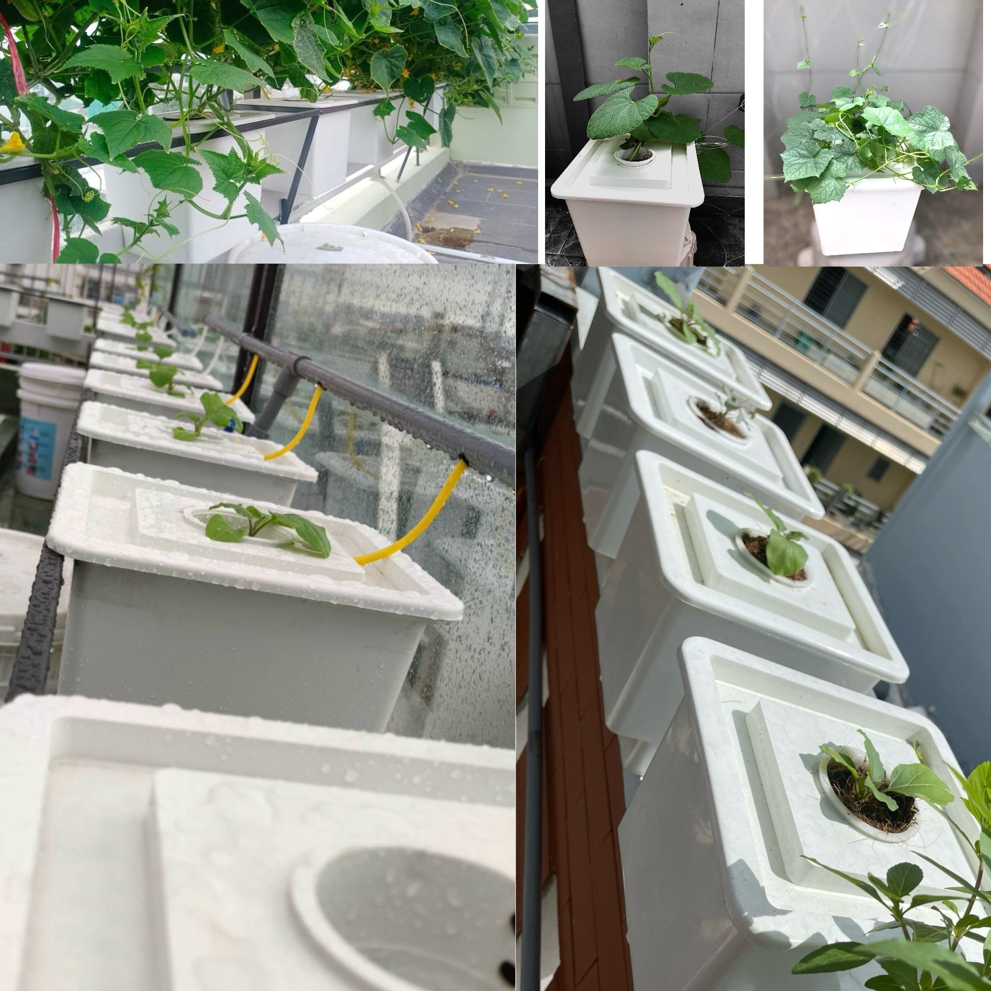 HYDROPONIC BUCKET 1 PLANTS (1 POTS)