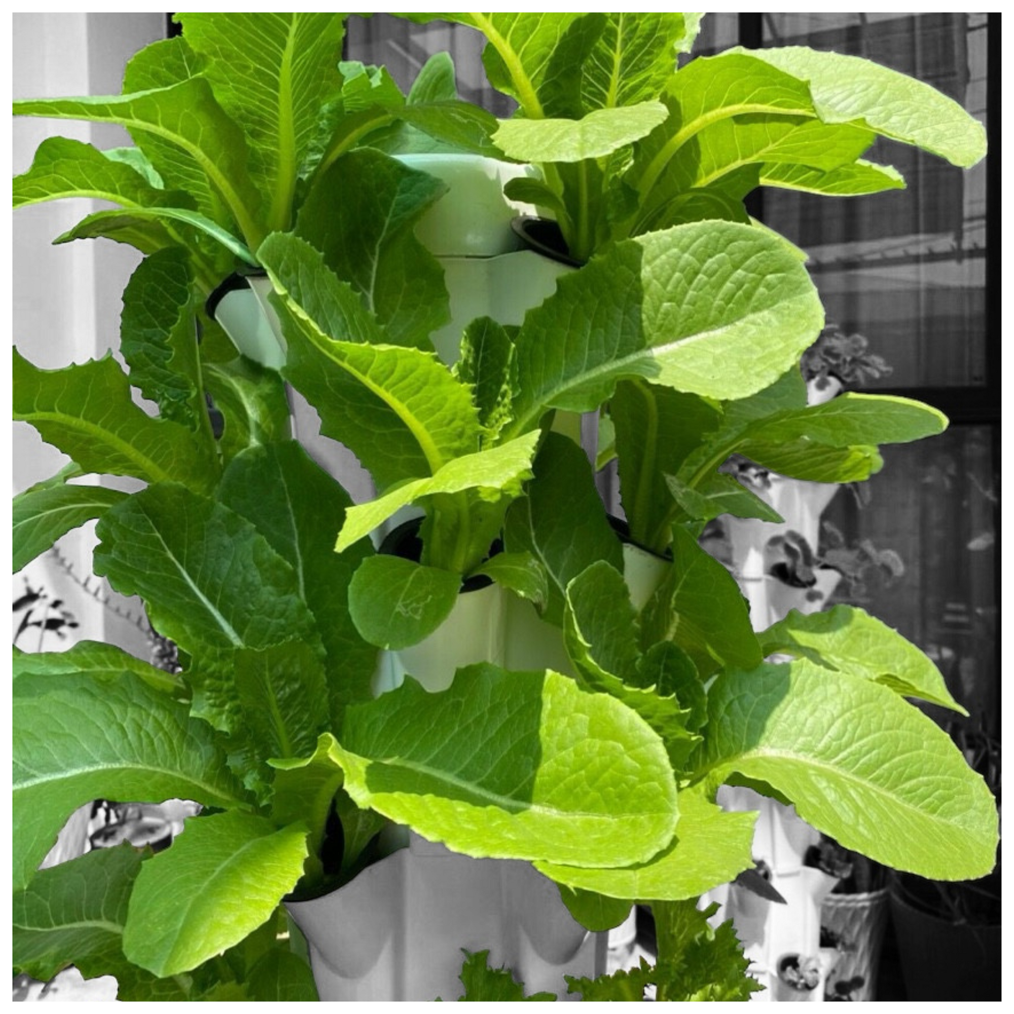 HYDROPONIC TOWER SYSTEM